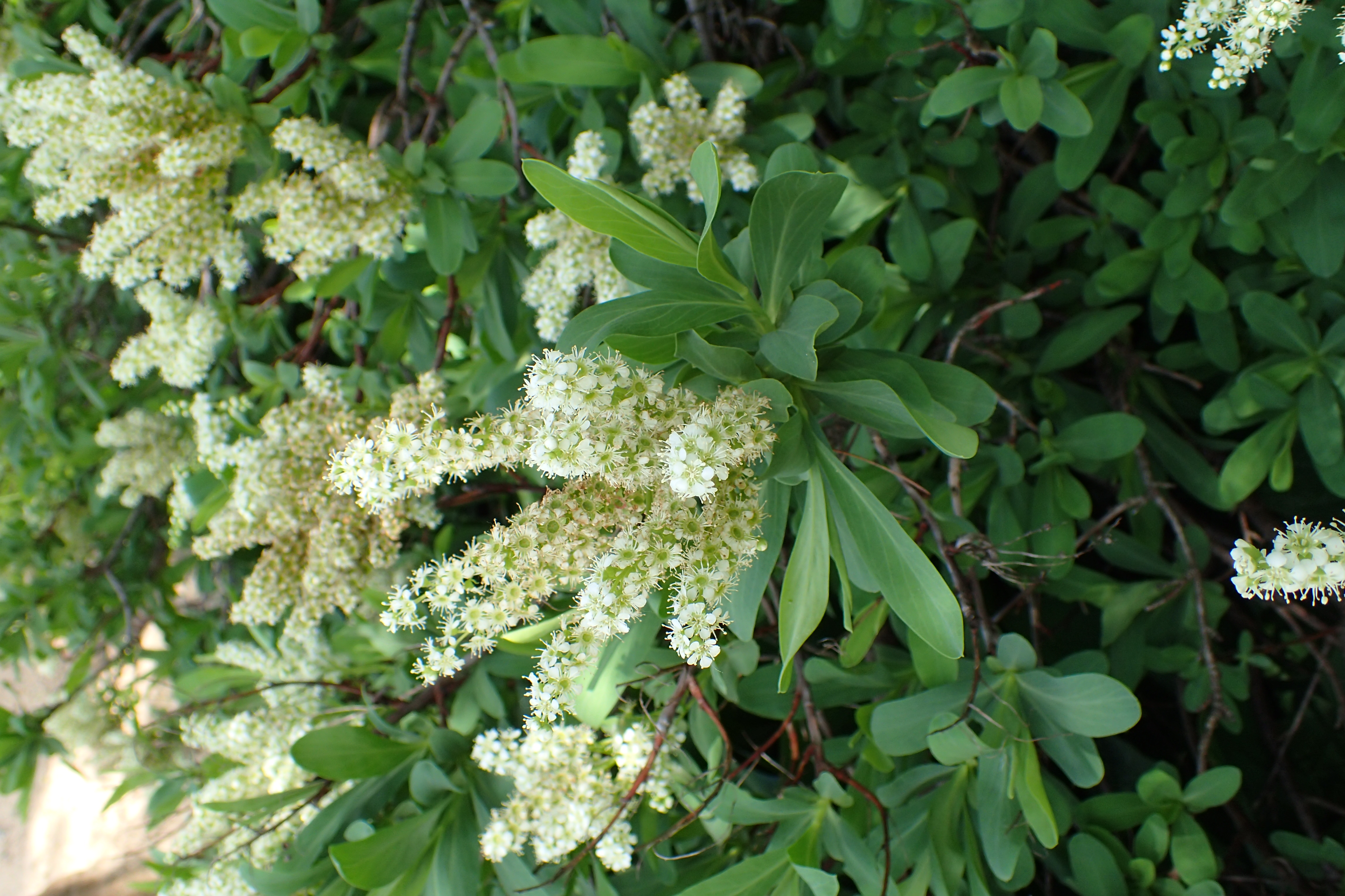 Сибирка Алтайская кустарник. Сибирка Алтайская листья. Сибирка 1,2.