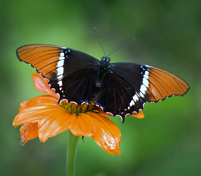 File:Siproeta epaphus Galawebdesign.jpg