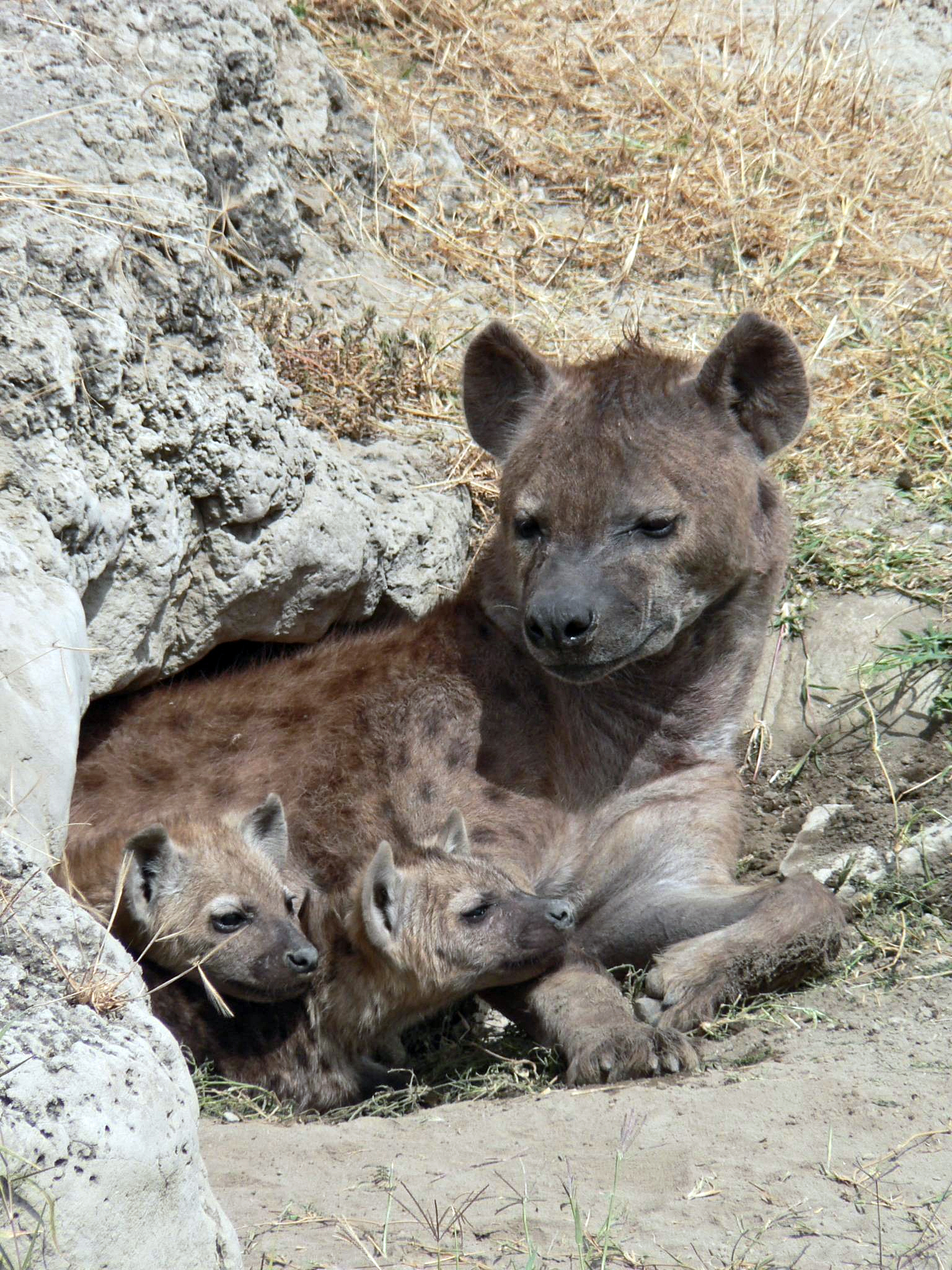 Spotted_Hyena_and_young_in_Ngorogoro_crater.jpg