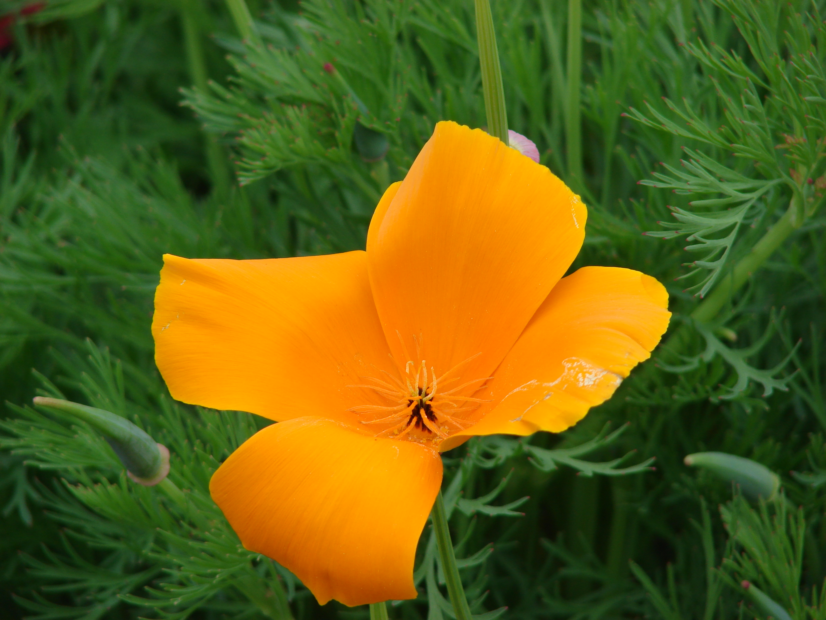 Eschscholzia californica эшшольция Калифорнийская