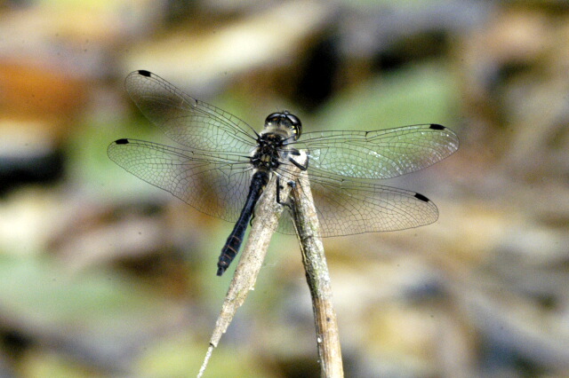 File:Sympetrum.danae.jpg