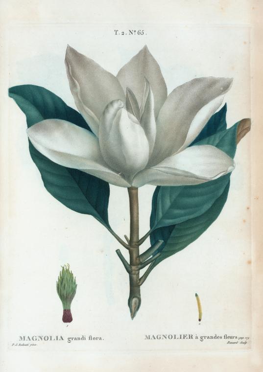 Magnolias gigantes sobre paño de terciopelo - Wikipedia, la enciclopedia  libre