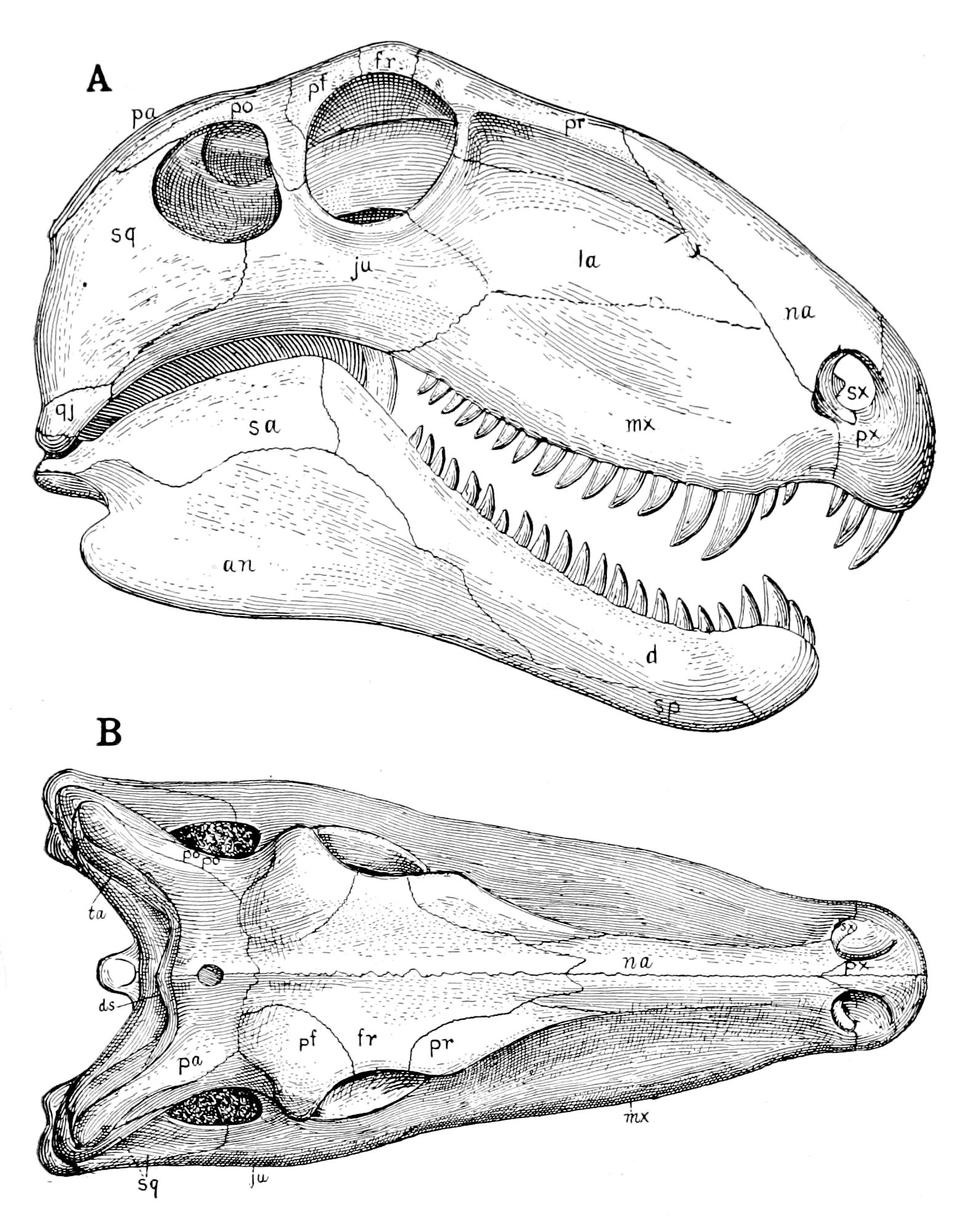 The Osteology of the Reptiles-086 uhygtfyuhgtf hv7gh ijuhg dfgdfgdfg -  PICRYL - Public Domain Media Search Engine Public Domain Search