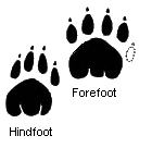 Footprints of the extinct thylacine Thylacine-footprint en.png