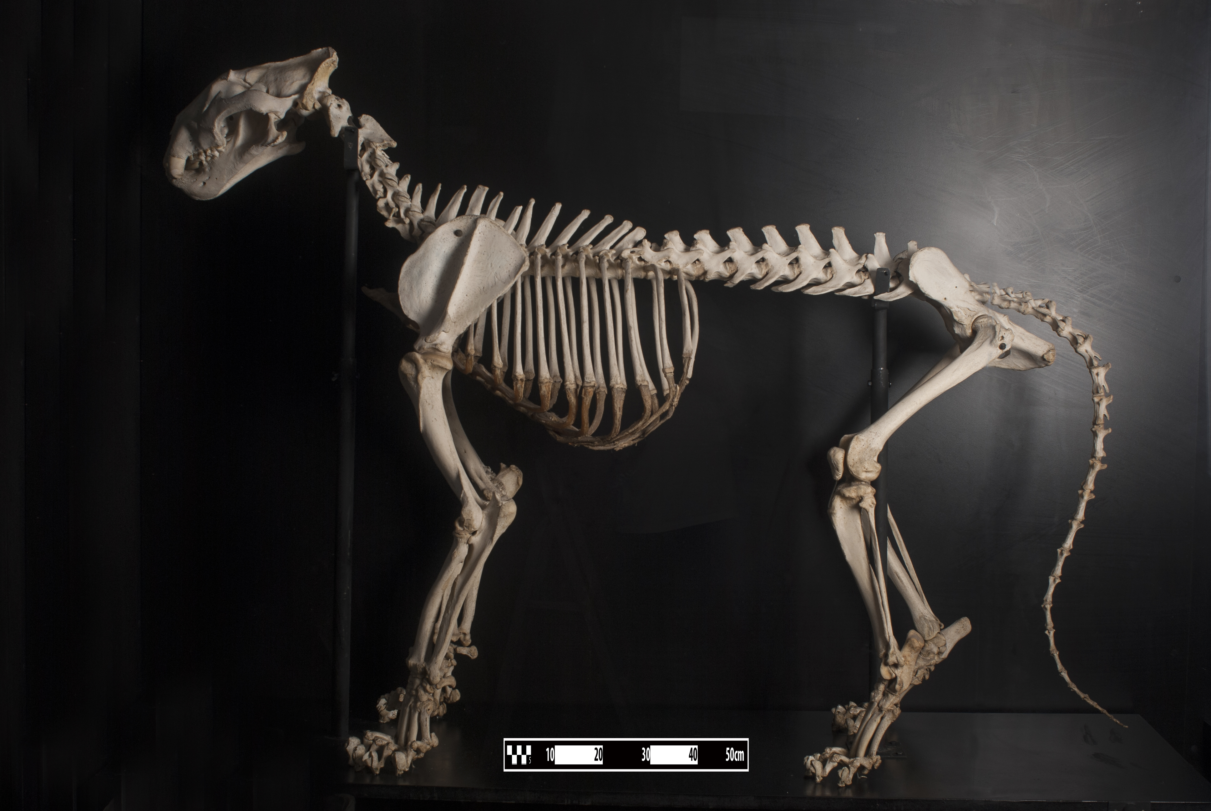 The bones of the tiger ( Panthera tigris (L.)) skeleton. a. Most