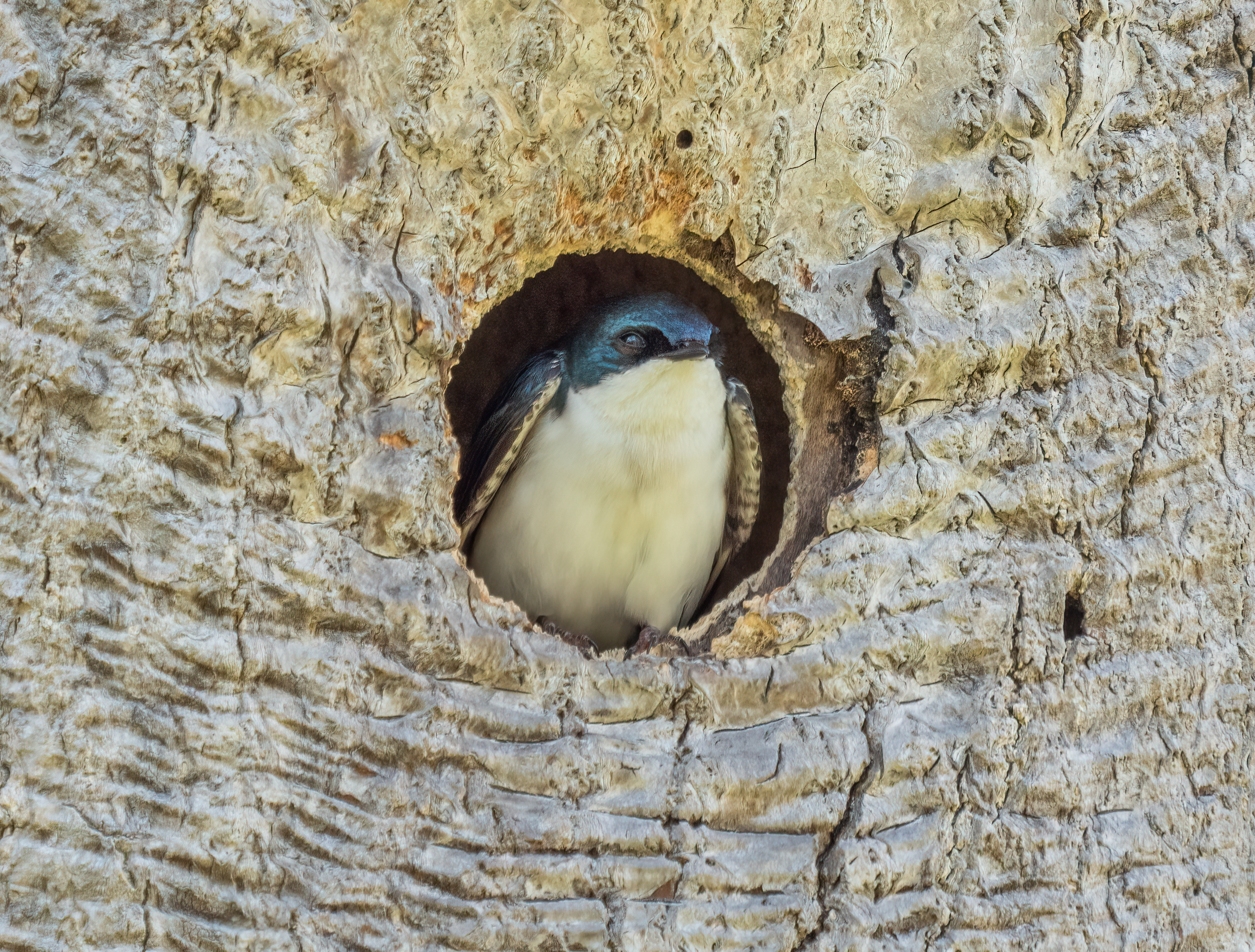 tree swallow nest