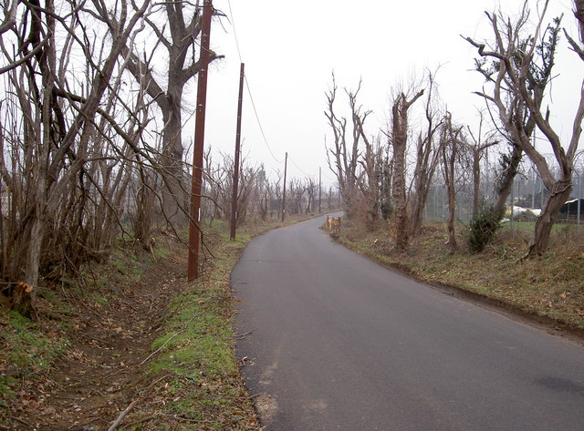 File:Trees in Buncefield Lane, Hemel Hempstead - geograph.org.uk - 334499.jpg