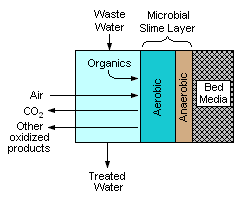 A schematic cross-section of the contact face of the bed media in a trickling filter