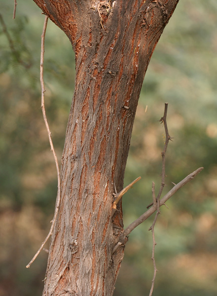 File:Vilaiti Keekar (Prosopis juliflora) trunk & spines W IMG 1152.jpg