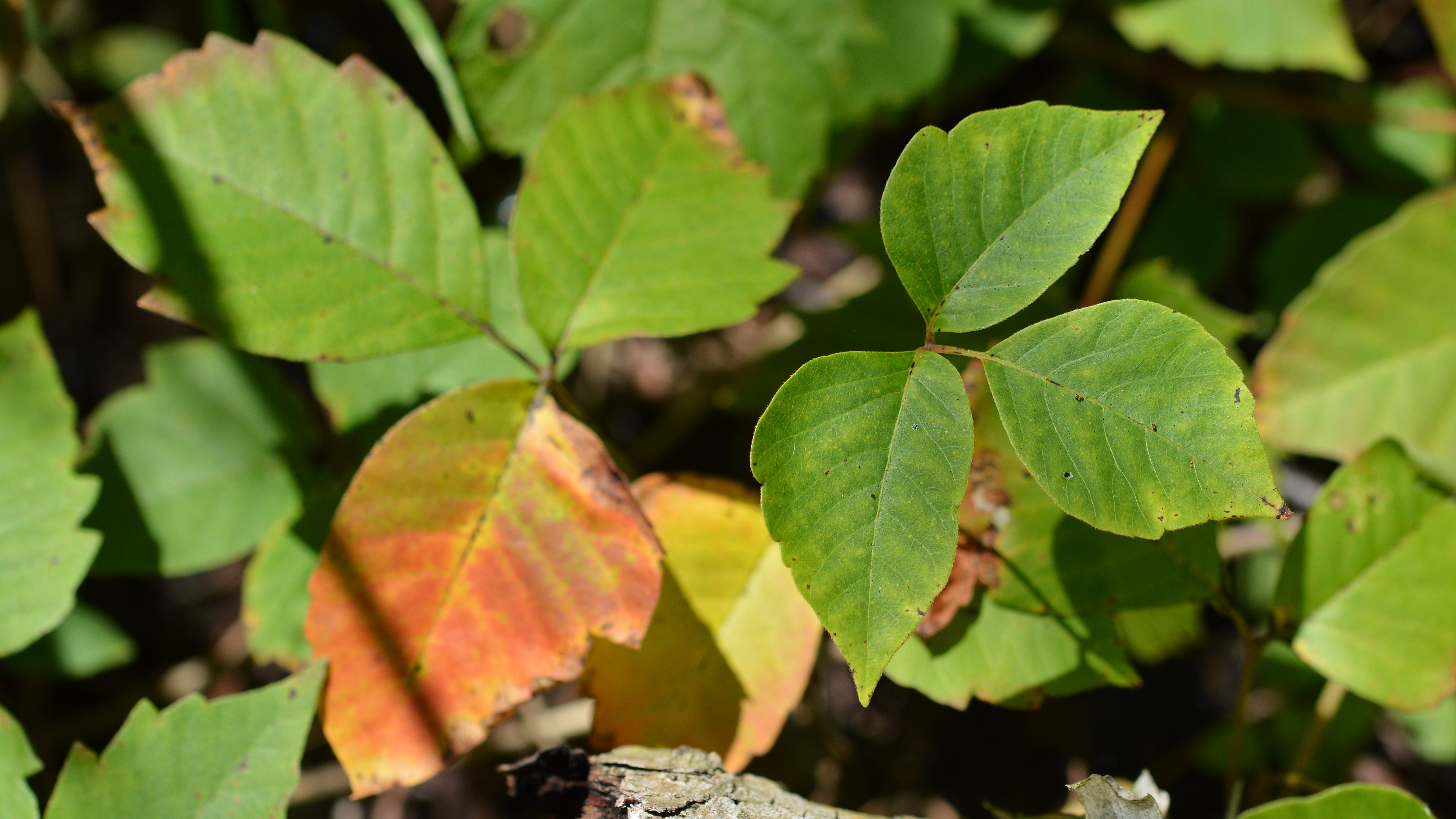 Poison Ivy - Ontario Grain Farmer