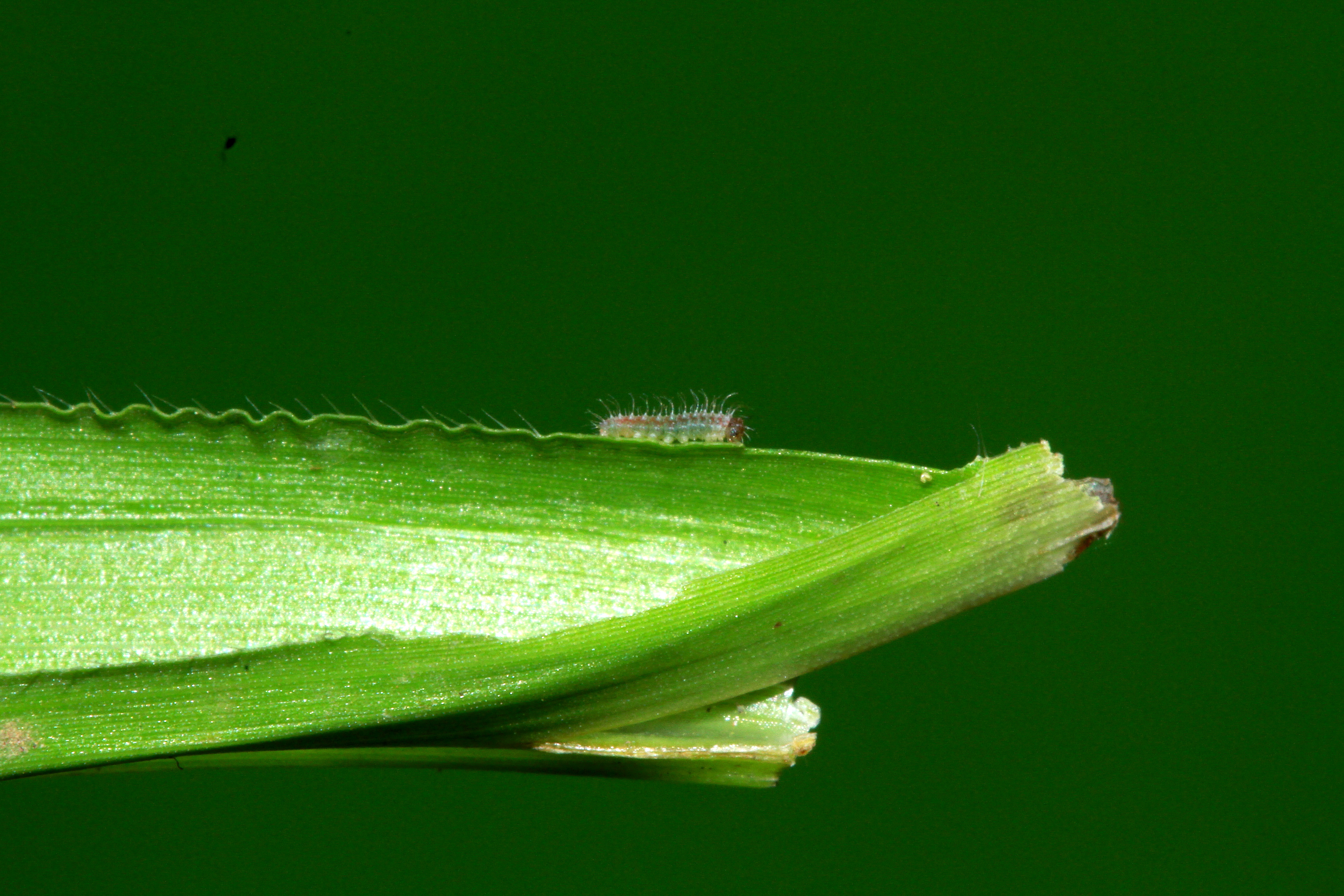 File Ypthima Tabella 8 By V K Chandrasekharan Jpg Wikimedia Commons