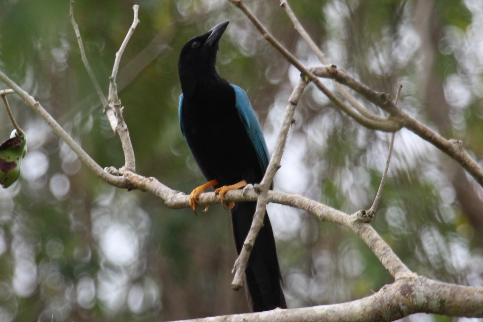 black jay bird