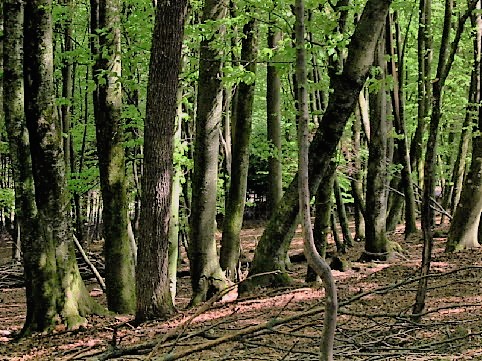 A_deciduous_beech_forest_in_Slovenia.jpg