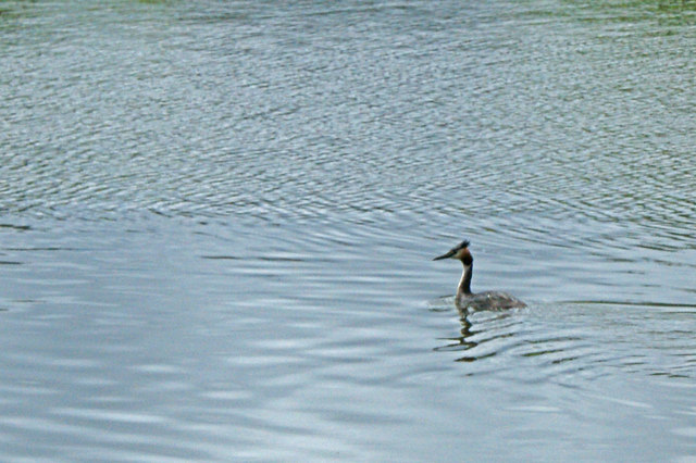 A grebe at Carr Mill Dam - geograph.org.uk - 1406930