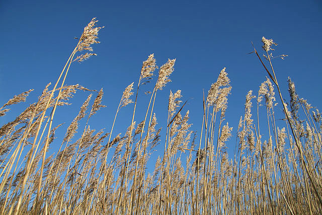 File:A reed bed on the Solway coast - geograph.org.uk - 1061834.jpg