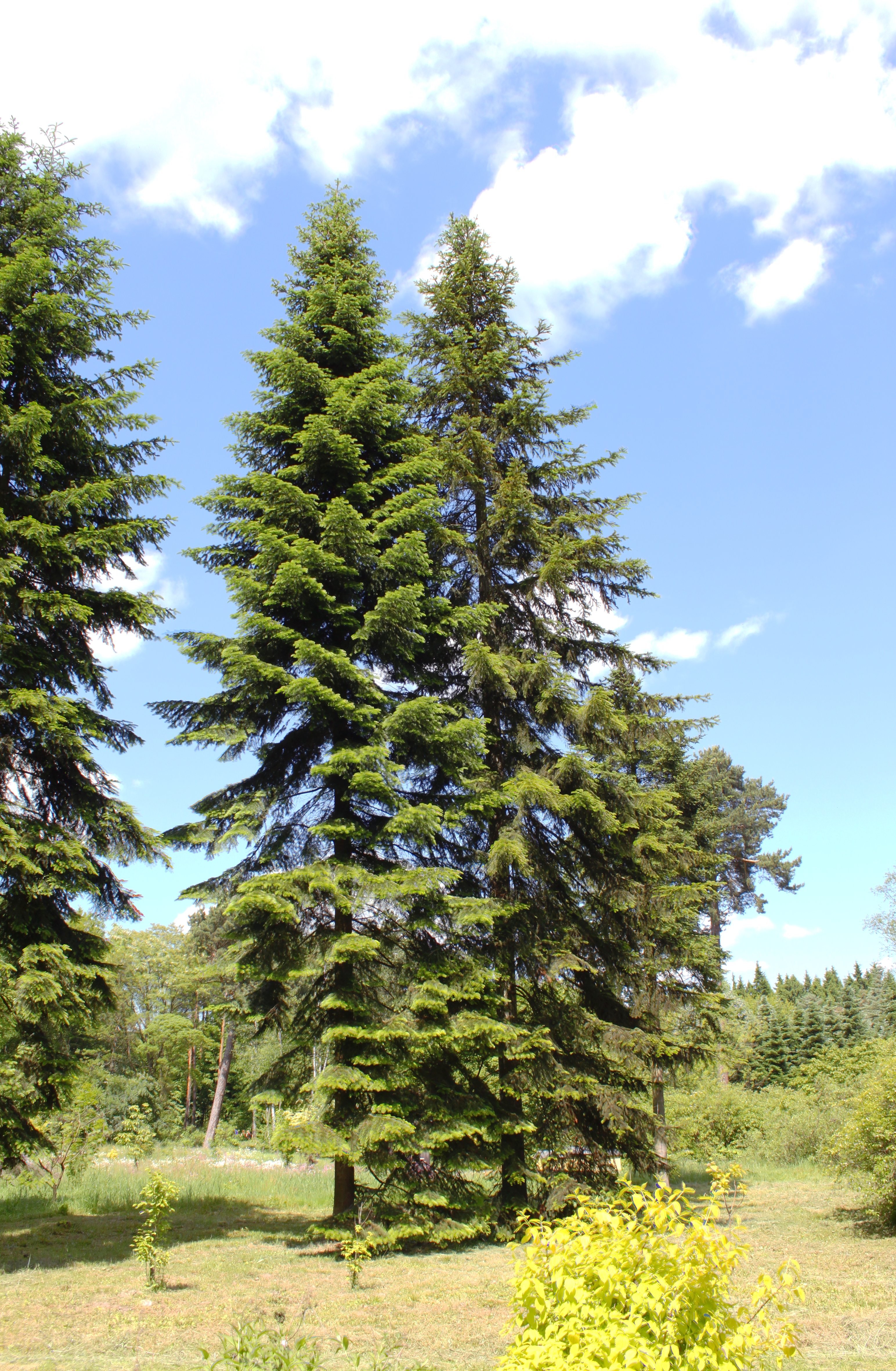 Huile essentielle de sapin de Sibérie, Abies sibirica, Aromathérapie