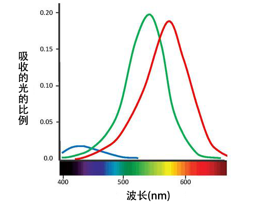 File:AbsorptionCurves.png