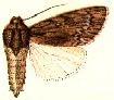 Acronicta extricata.JPG