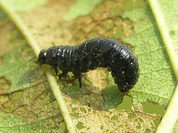 File:Agelastica alni larva 2 beentree.jpg