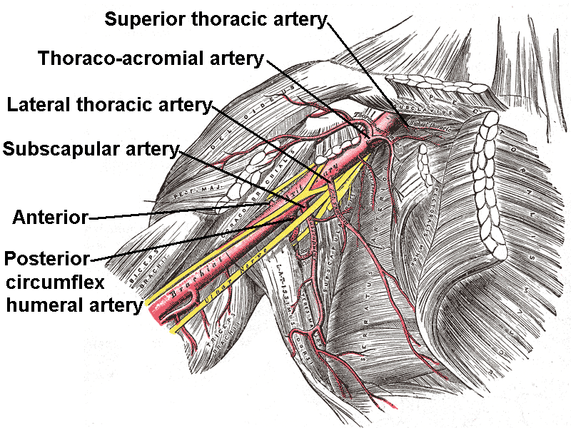 Arteria humeral donde se encuentra