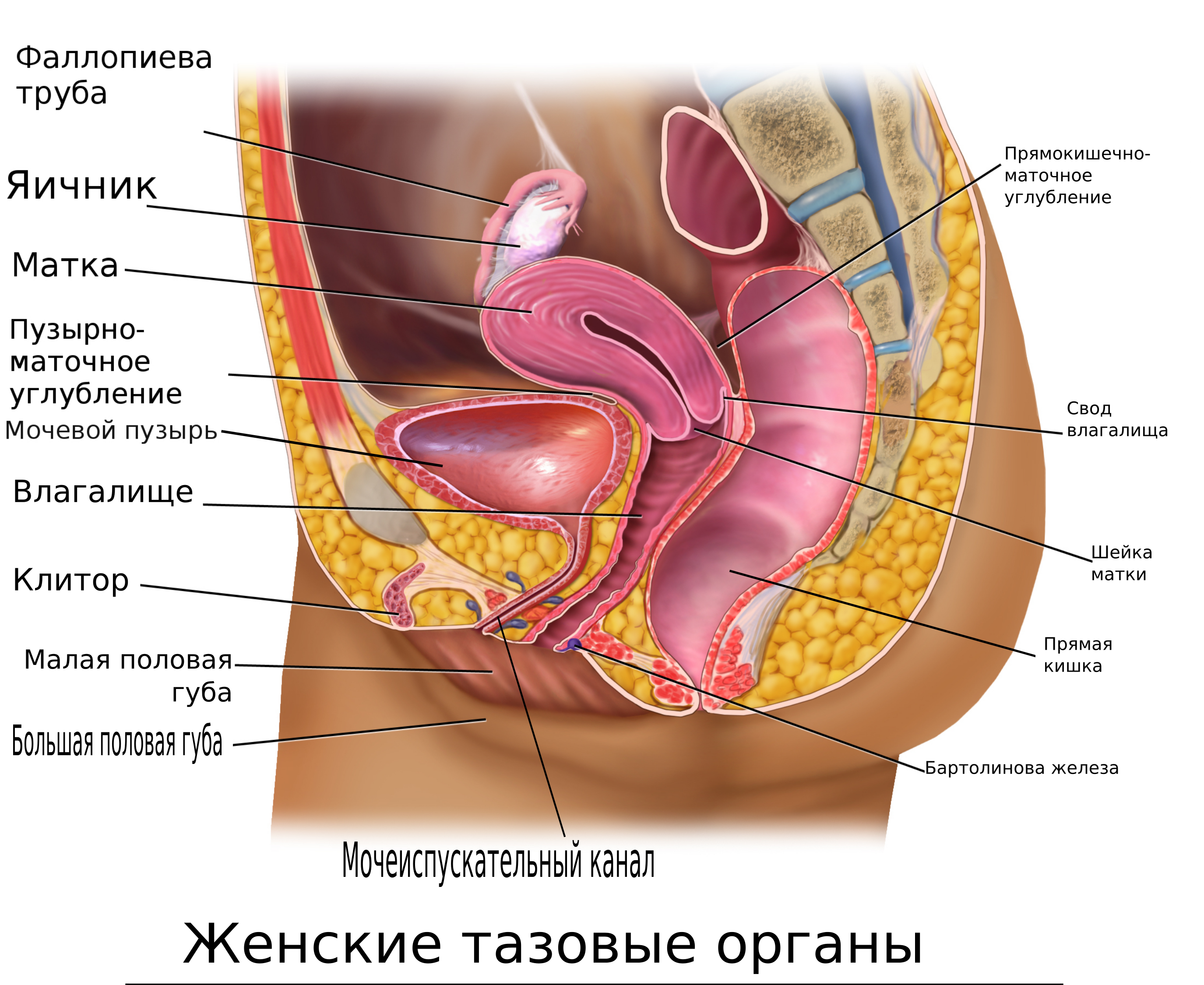 Анатомия женского клитора. Строение органа