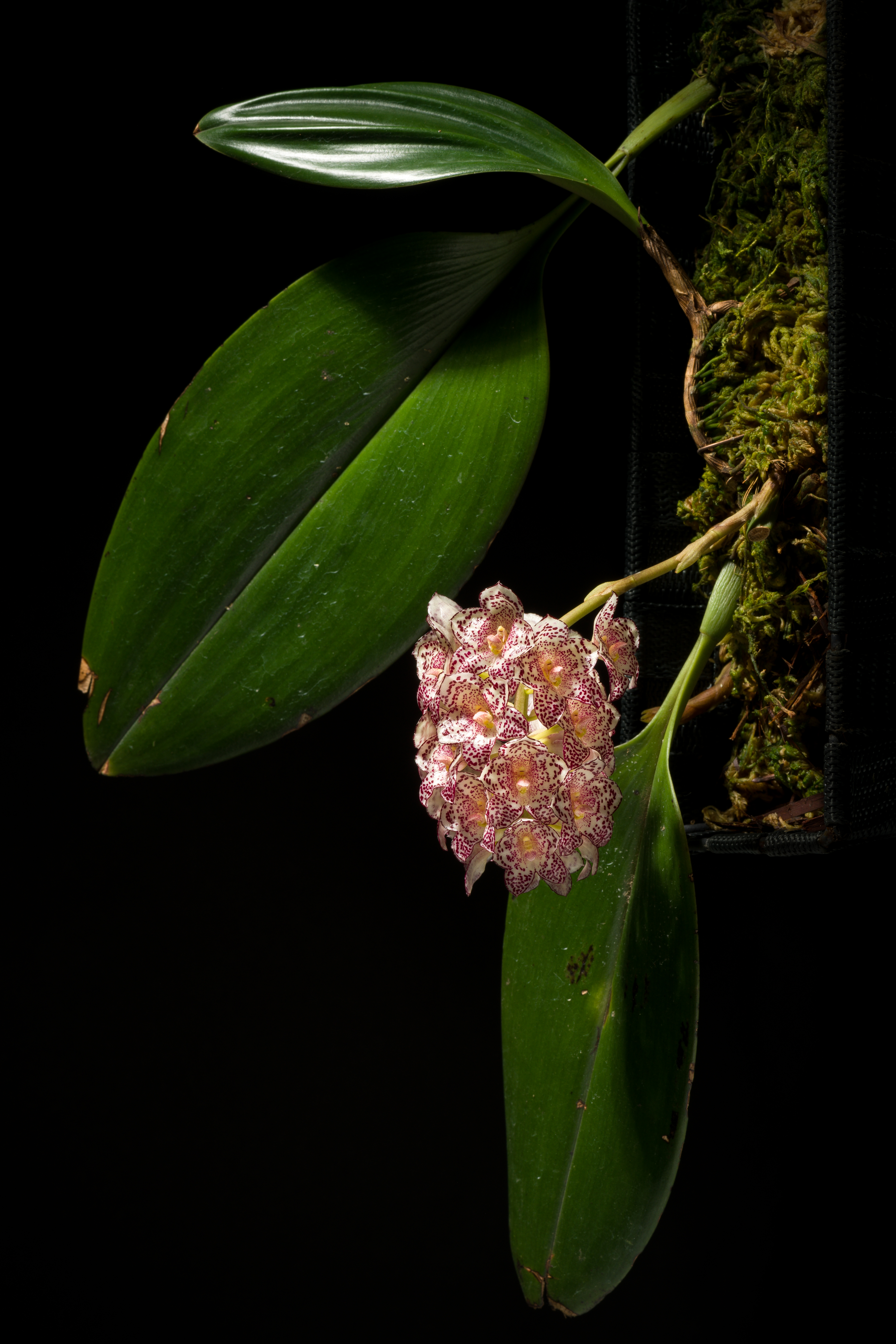 Bulbophyllum kubahense 4葉-3 原種洋蘭 野生ラン 第四種郵便可-