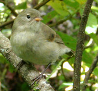 Certhidea olivacea - Yeşil Wabler Finch.jpg