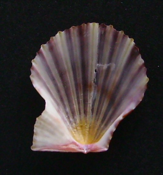 File:Chlamys zeelandona (inside).JPG