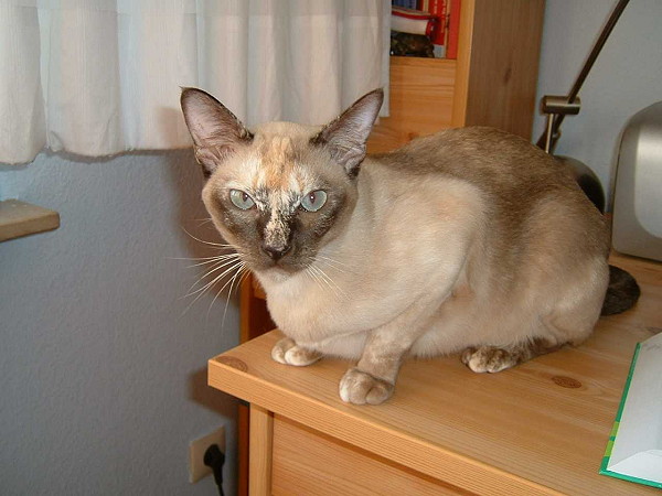 File:Chocolate-tortie-mink.JPG