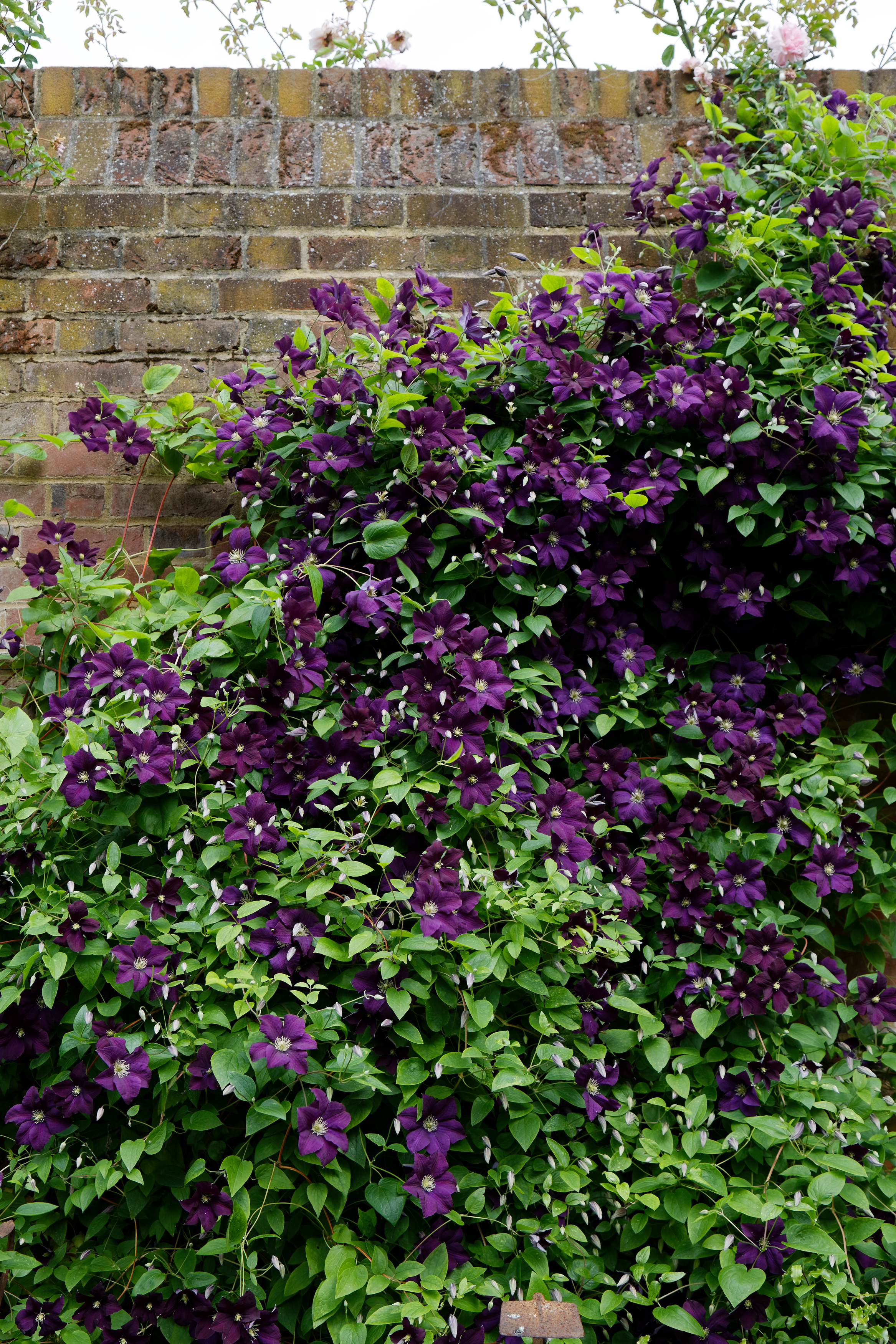 File:Clematis viticella 'Étoile Violette' at Boreham, Essex, England.jpg -  Wikimedia Commons