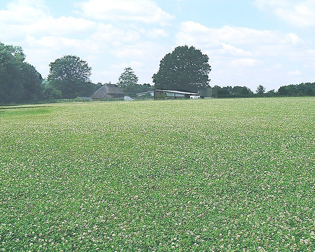 File:Clover field near the Tickerage stream - geograph.org.uk - 35022.jpg