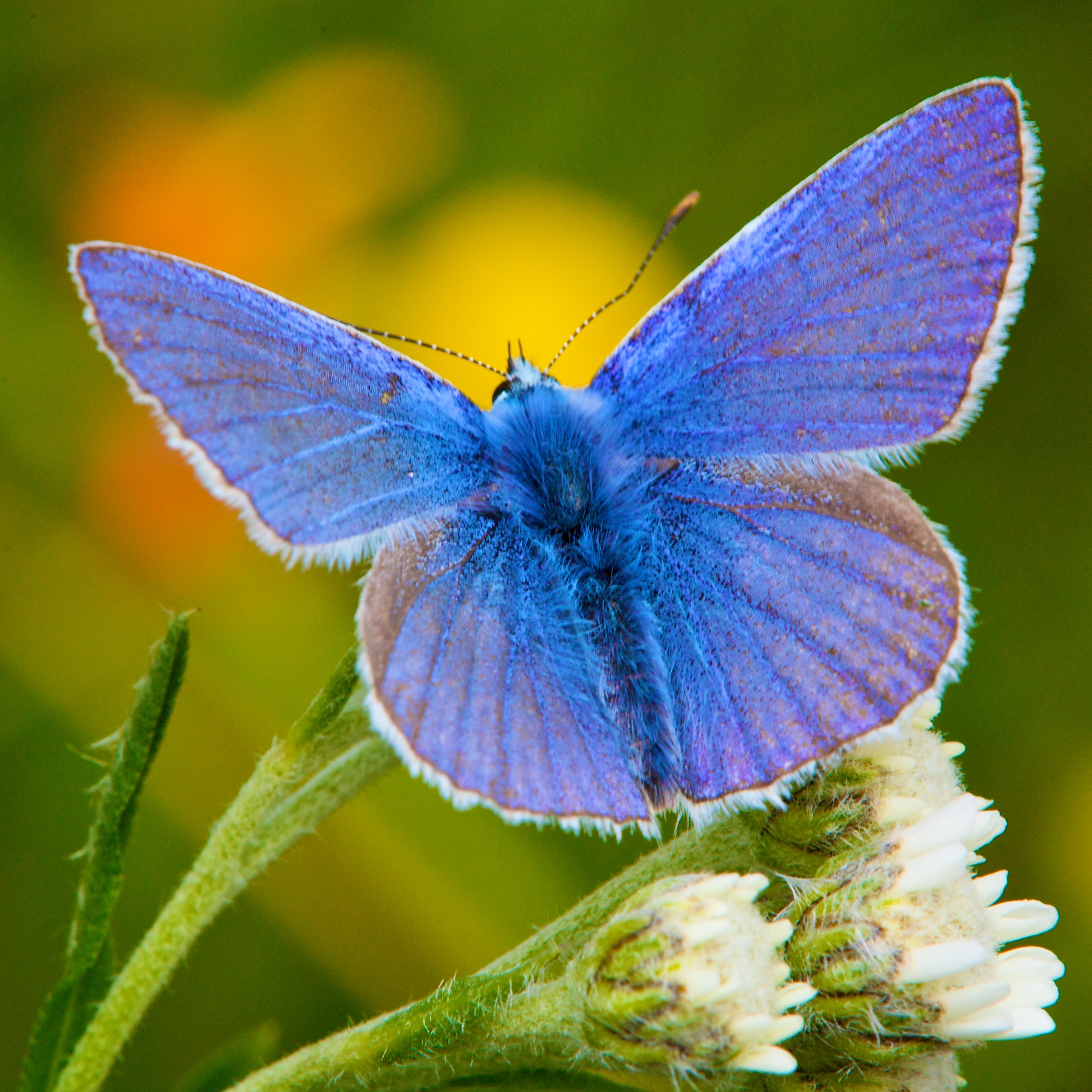 Common Blue (Polyommatus icarus).jpg