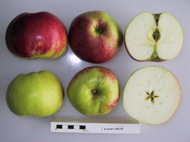 File:Cross section of Bushey Grove, National Fruit Collection (acc. 1924-057).jpg