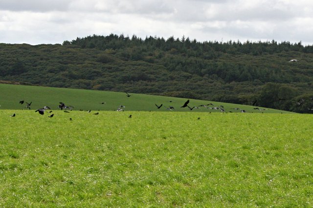 File:Crows in the Field - geograph.org.uk - 226331.jpg