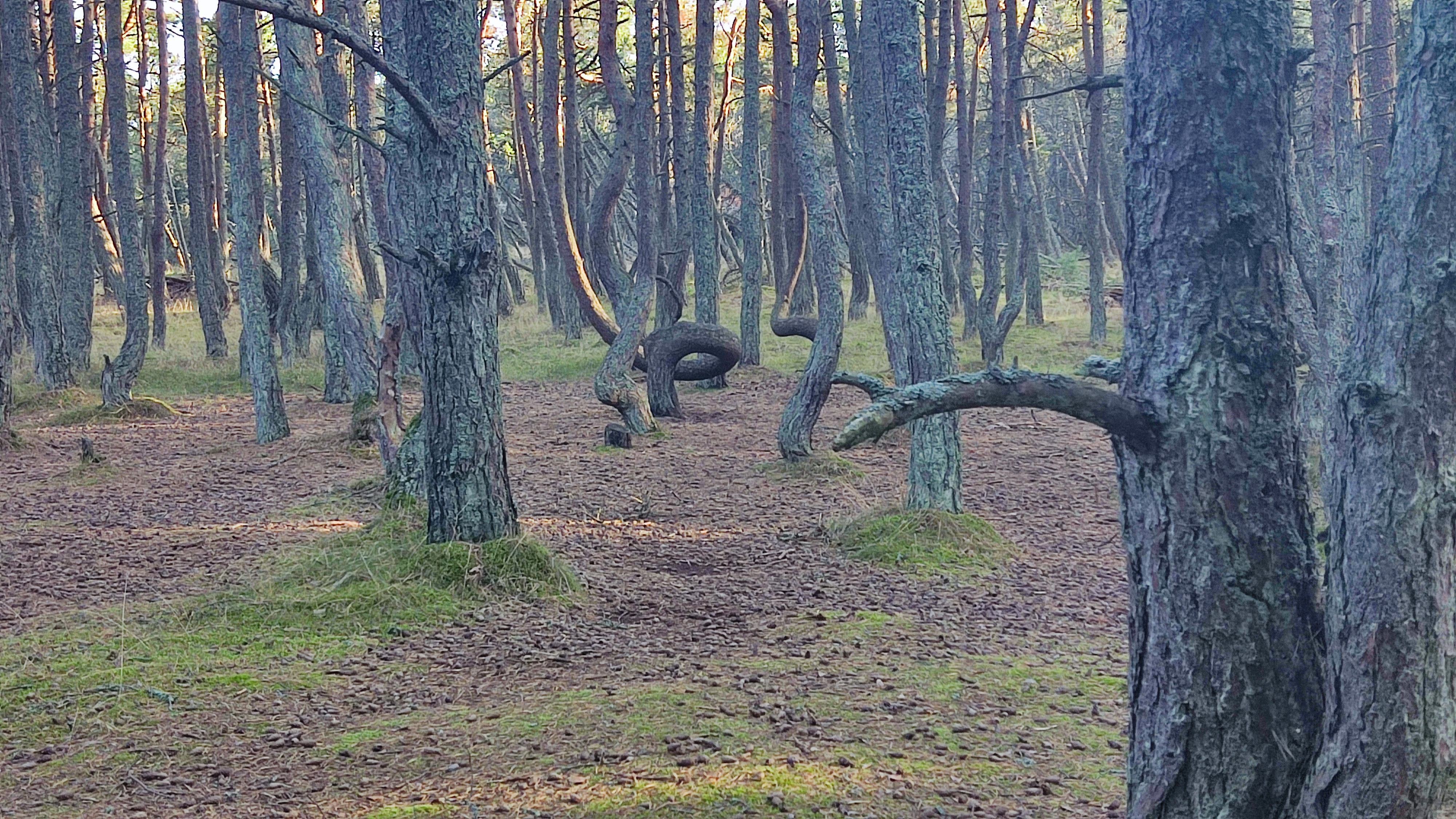 Forest 14. Dancing Forest. A mysterious place in the Kaliningrad Region Project Russia.