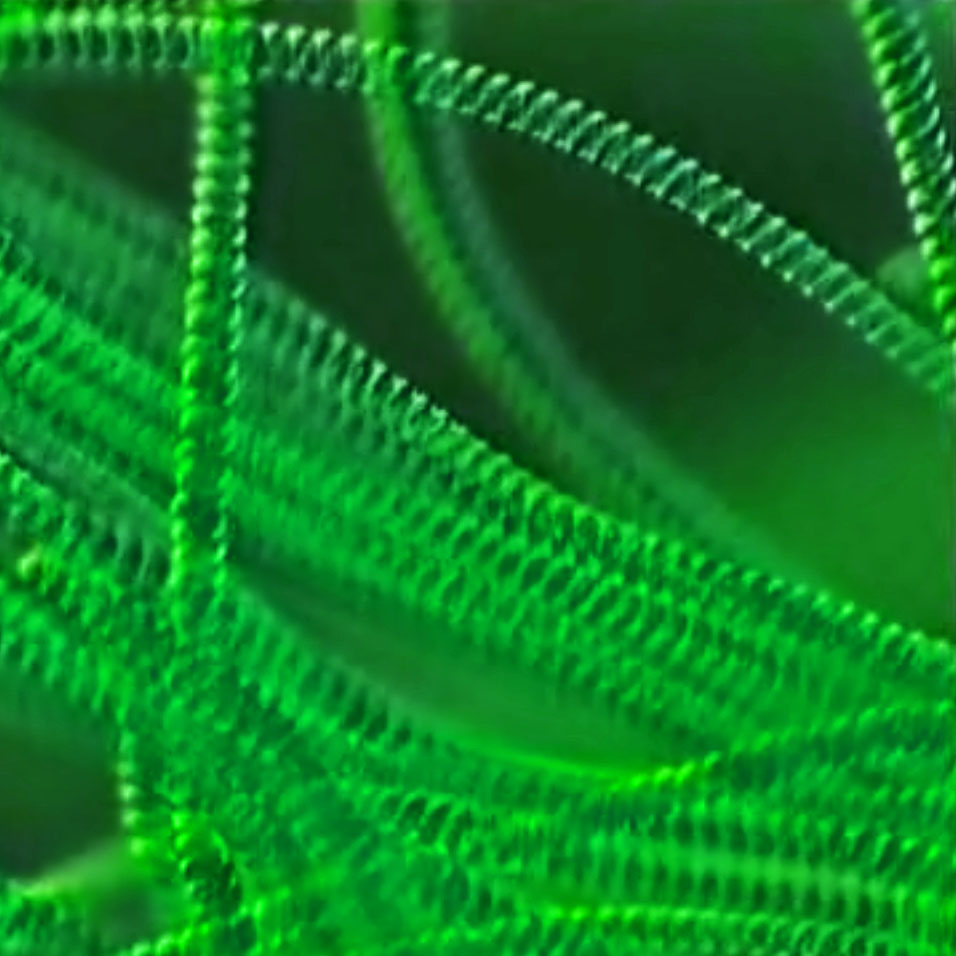 cyanobacterium