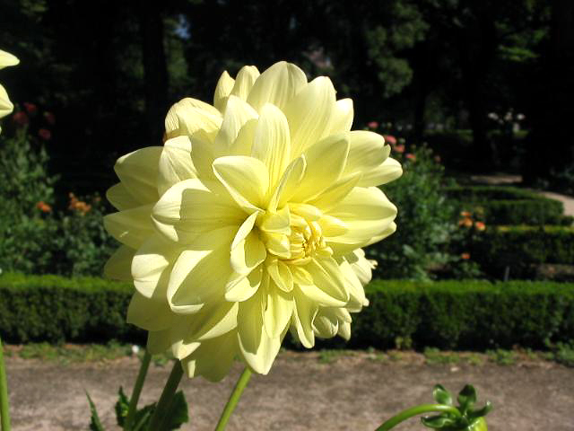 File:Dahlia Glorie Heemstede.jpg