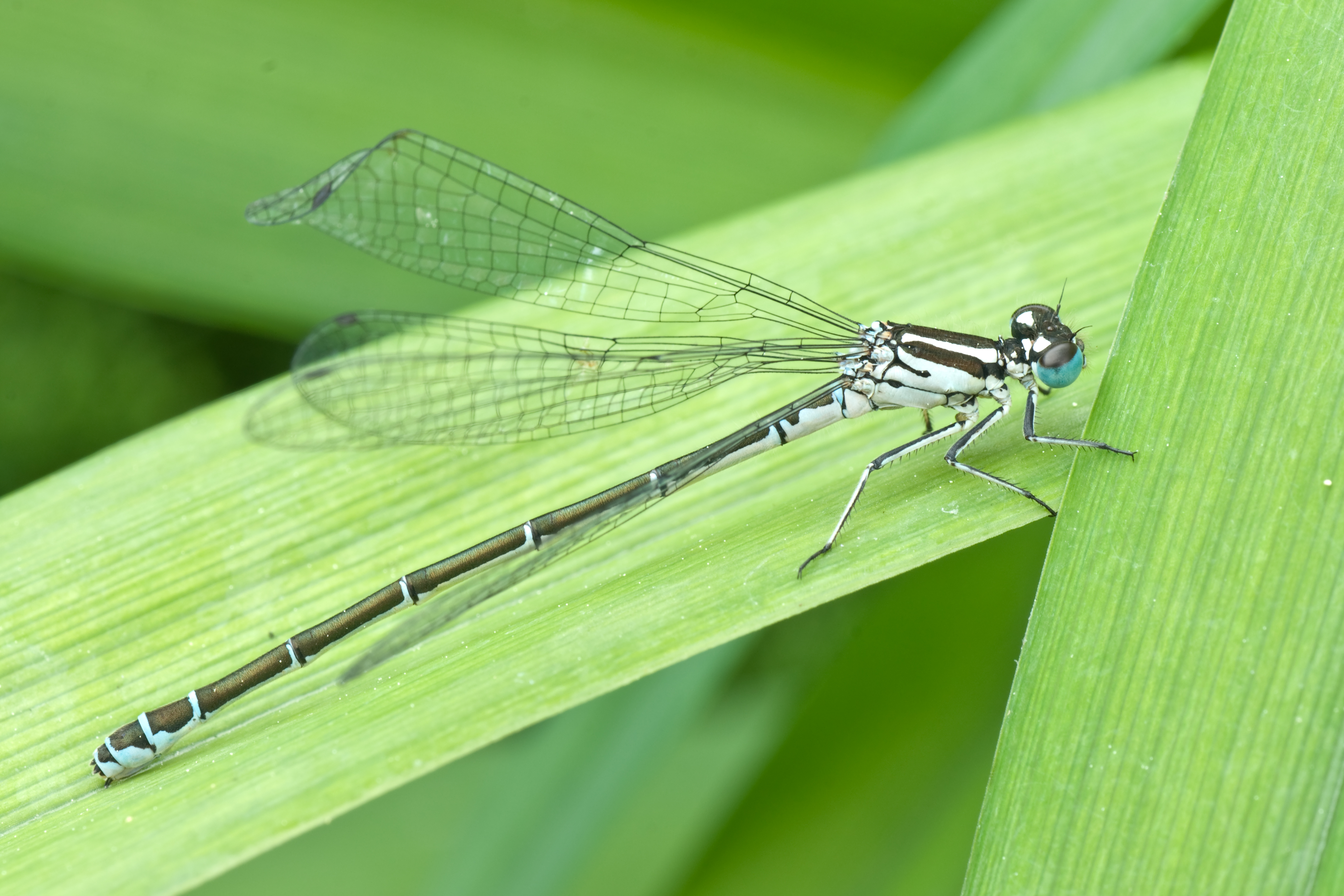 File Damselfly 01 MK jpg