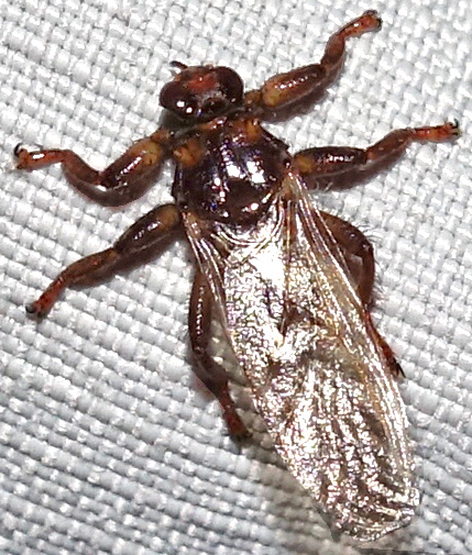 File:Deer fly.jpg