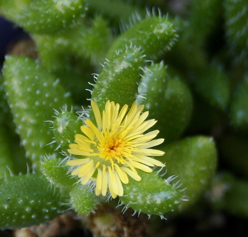 File:Delosperma echinatum flower.jpg