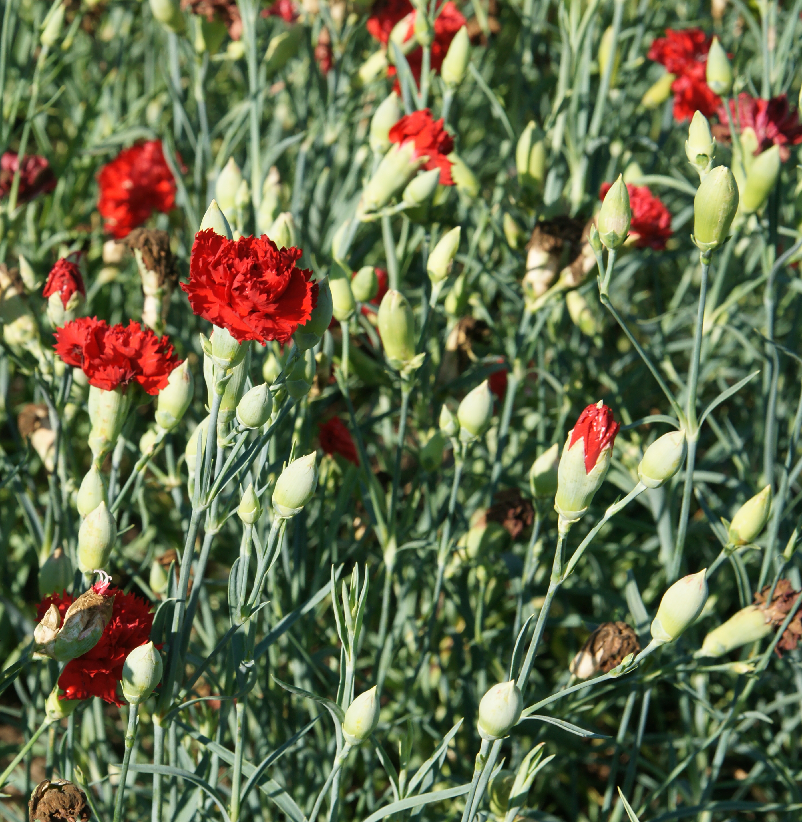 Dianthus caryophyllus - Wikipedia