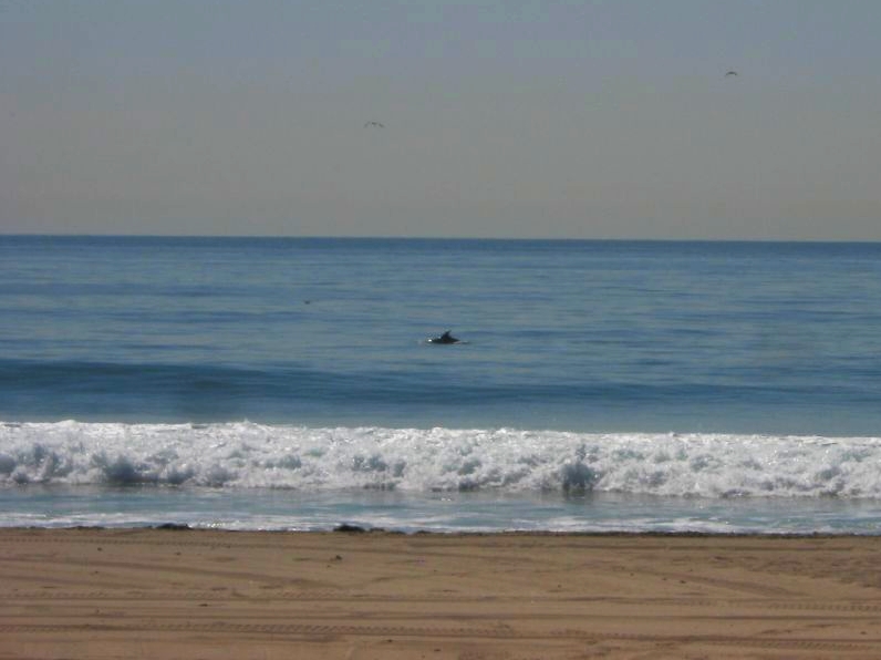 File:Dolphins, Zuma Beach, Malibu, California (13) (3125722034