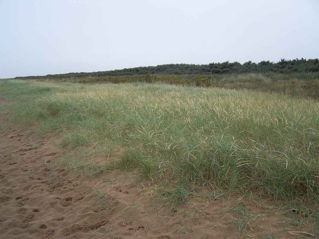 File:Dunes, Theddlethorpe St. Helen - geograph.org.uk - 217275.jpg