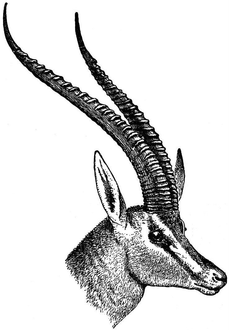 gazelle head drawing