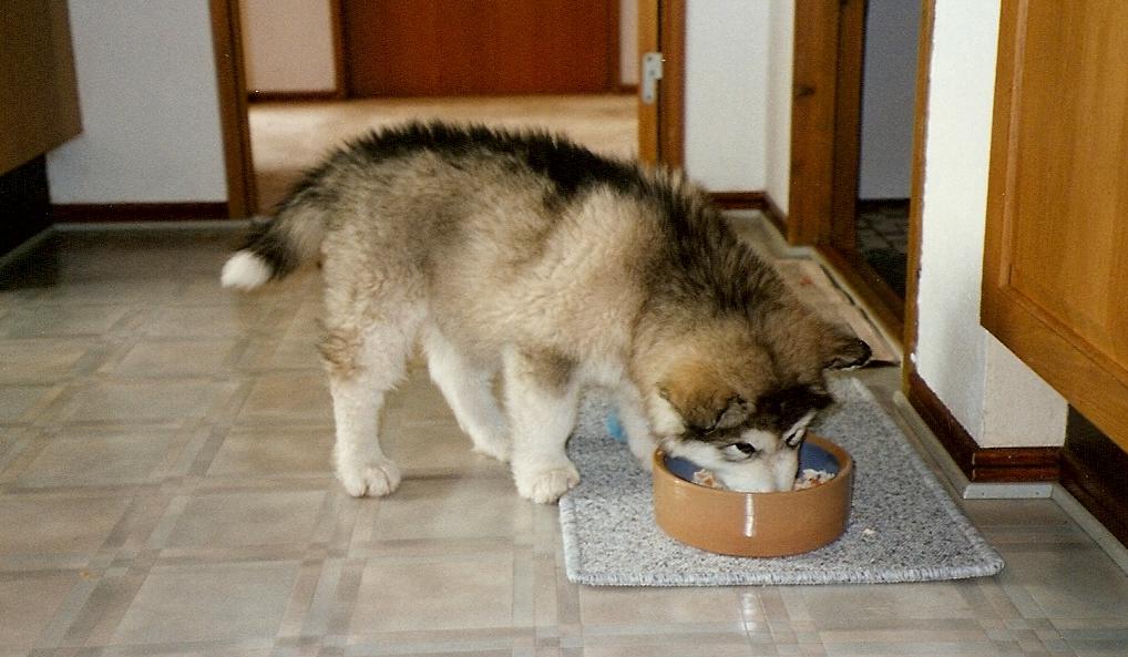 how to feed a underweight alaskan malamute puppy