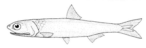 File:Engraulis australis (Australian Anchovy).gif