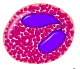 File:Eosinophil2.png