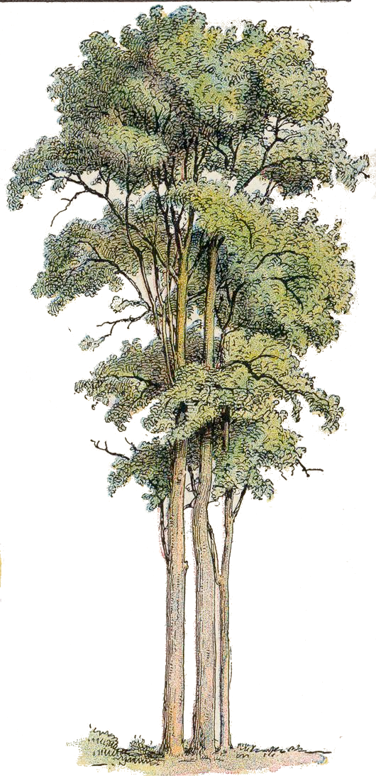 Eucalyptus globulus — Wikipédia