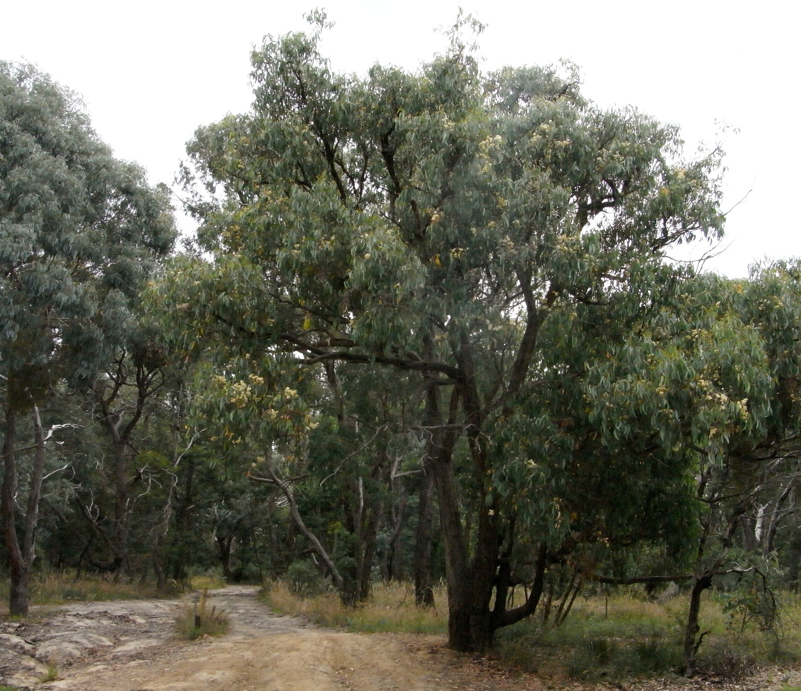 Eucalyptus obliqua - Wikipedia