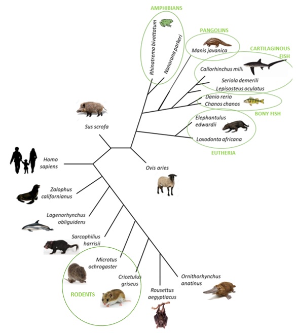 animal evolution tree